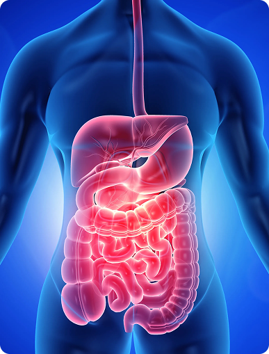 Gut Anatomy